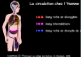 Circulation sanguine