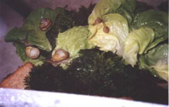 image004.jpg   (10 Ko)