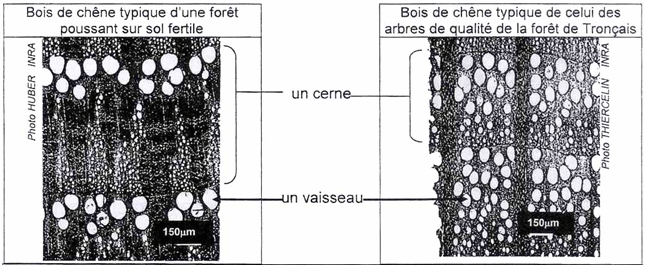 Bois chêne