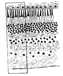 couperet.jpg (17825 octets)