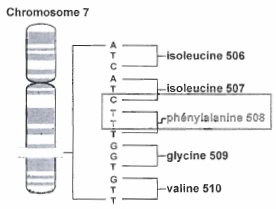 Chromosome 7