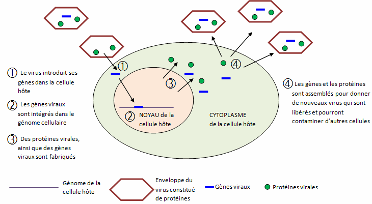 Virus