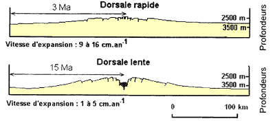 dorsales