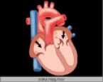 Animcoeur.gif (77154 octets)