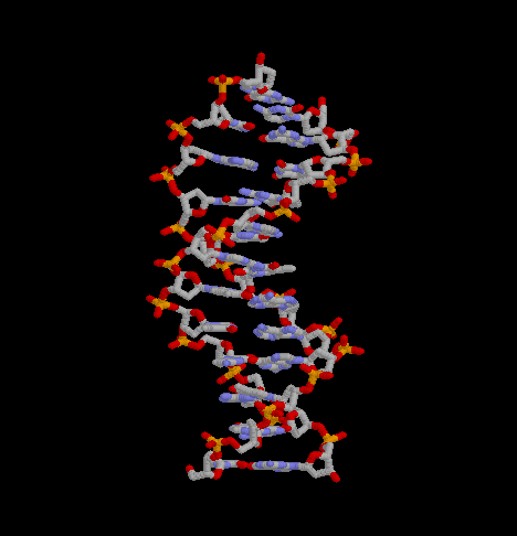 ADN.gif (14771 octets)