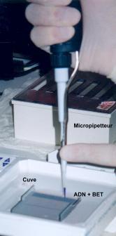 ima10dtaildpot.JPG (8711 octets)