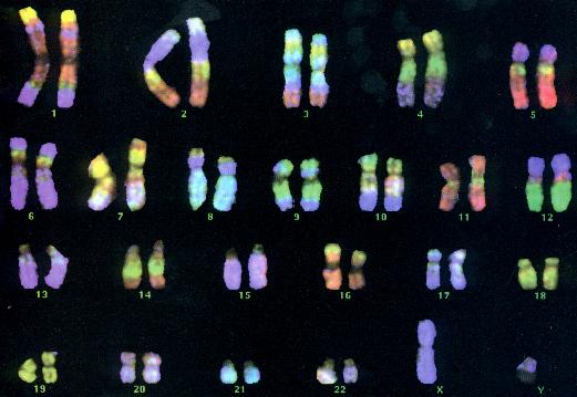 ima15multifishclasse.JPG (31136 octets)