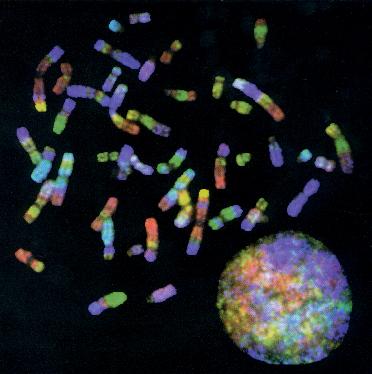 ima15multifishnonclasse.JPG (21072 octets)