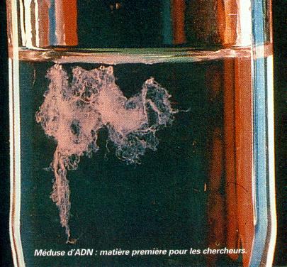 ima15méduse.JPG (40961 octets)