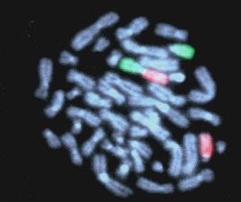 ima10translocation.JPG (8872 octets)