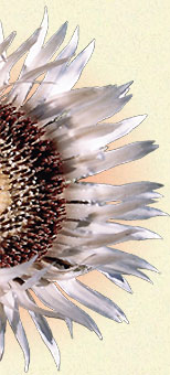 Carlina acaulis